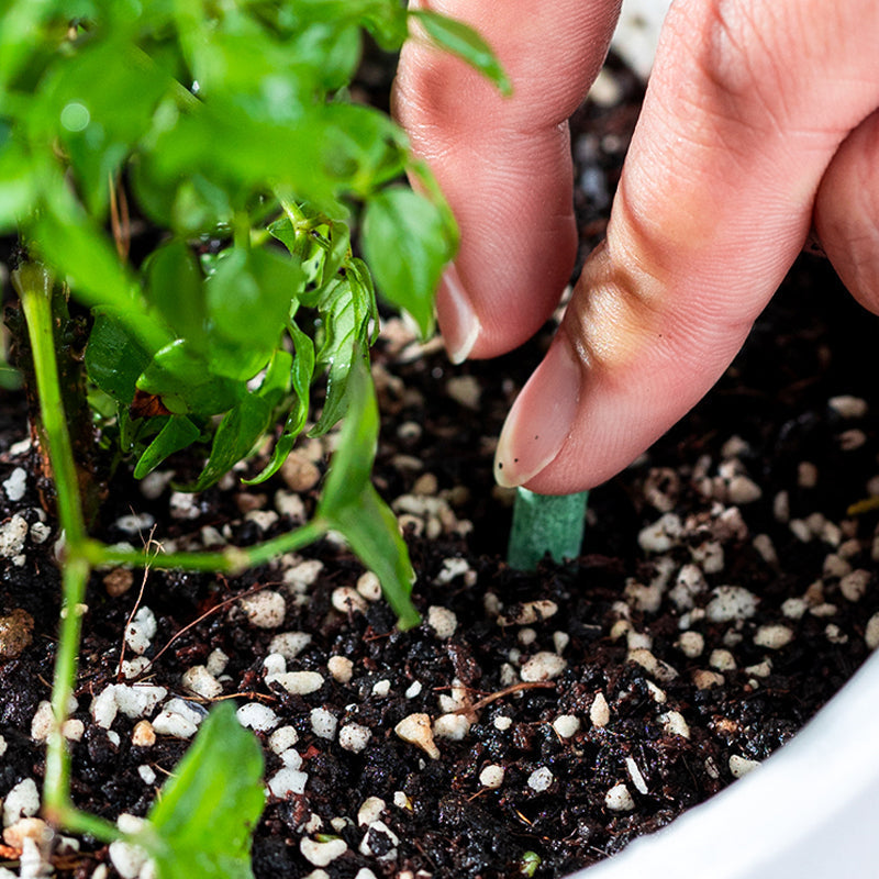 Slow-Release Plant Fertilizer Sticks
